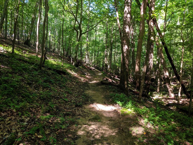 Shaded section of the Patapsco Thru Trail as it descends, following a small stream.