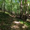 Shaded section of the Patapsco Thru Trail as it descends, following a small stream.