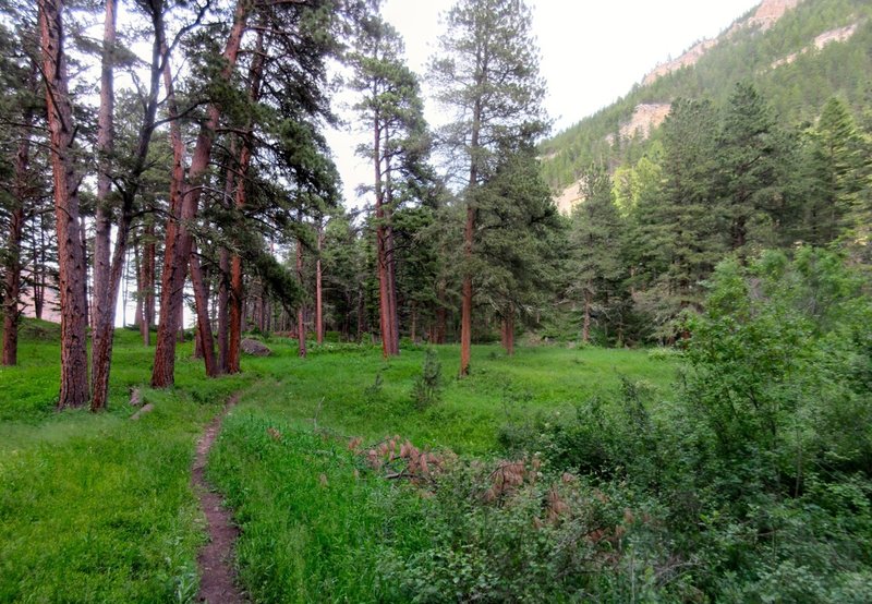 Lovely evening forest around Footbridge.