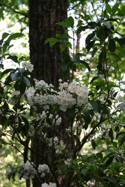 Mountain Laurel on BMT Section 4.