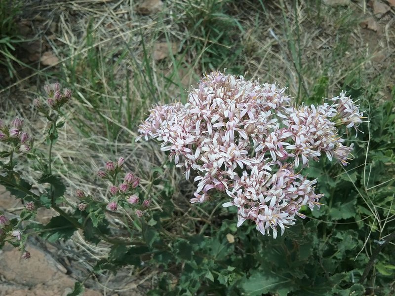 Courtia in bloom.