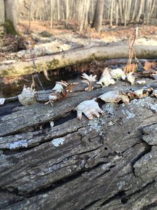 Crazy hand mushrooms at a creek crossing.