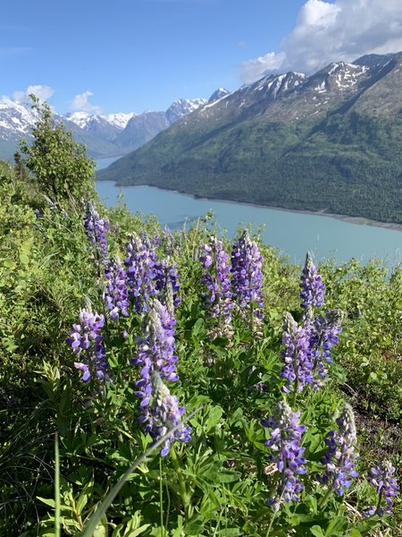 Once you top the ridge, there are great view of Eklutna Lake. There were lots of wildflowers in June.