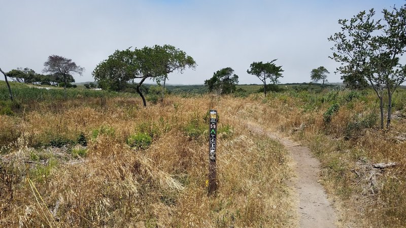 Fort Ord National Monument Trail 59 at Lion's Revenge