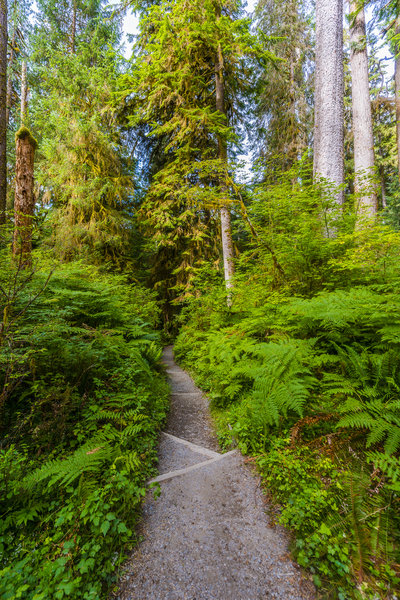 Hoh Rainforest