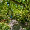 Hoh Rainforest Loop