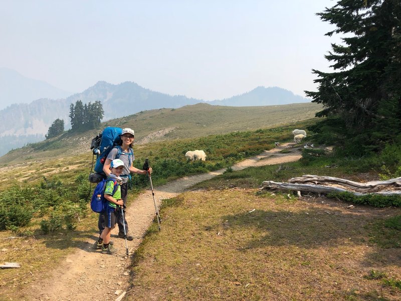 Stupid mountain goats on High Divide Trail