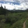 West Buffalo Peak from above Tumble Creek. Three miles from end of loop going counterclockwise.