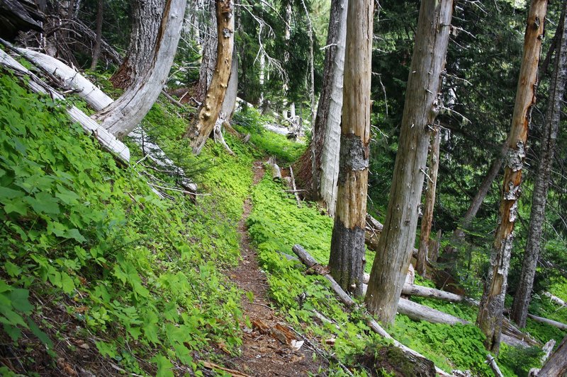 Such amazing plant life on these trails.