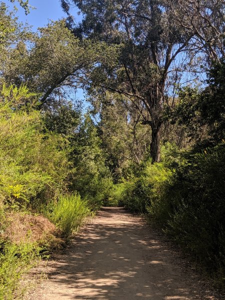 Running in the shade.