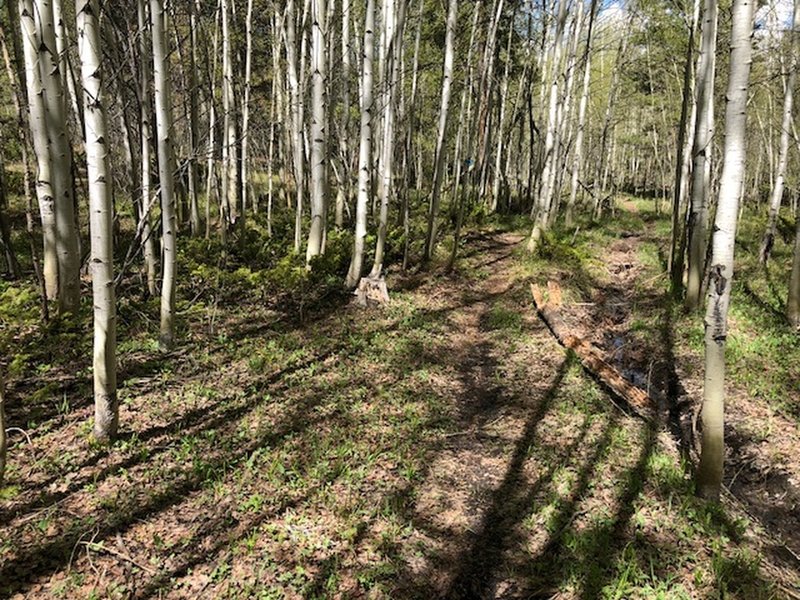 Winding through aspen groves