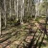 Winding through aspen groves