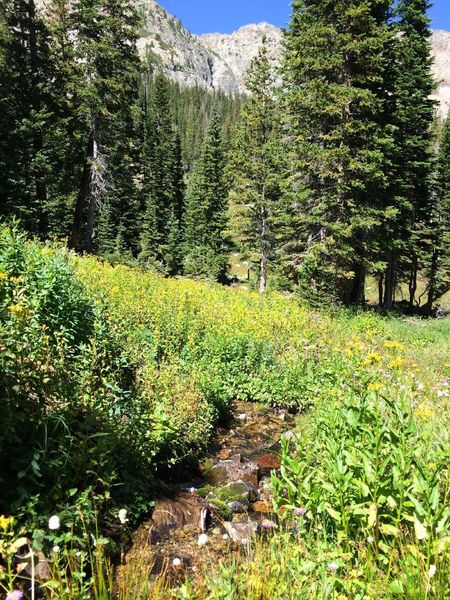 More streams and wildflowers as the grueling climb continues.