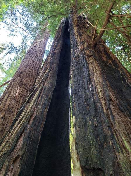 Redwood tree - looks like it was struck by lightning some time ago.