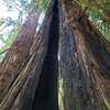 Redwood tree - looks like it was struck by lightning some time ago.