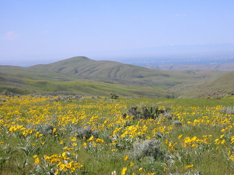 Amazing flowers on the Fiddleneck Ridge Trail.