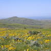 Amazing flowers on the Fiddleneck Ridge Trail.