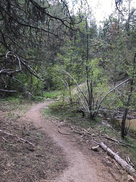 The narrow singletrack on the Dry Creek descent.