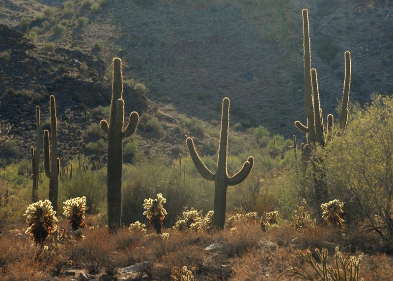 Sonoran cactus-scape, Oct. 20, 2007 ( with permission from meg99az)