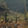 Sonoran cactus-scape, Oct. 20, 2007 ( with permission from meg99az)