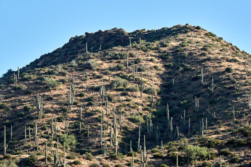 Cactus mound by Camp Creek.