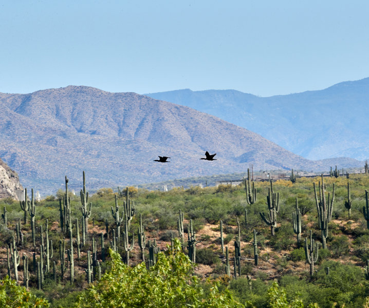 Soaring over the desert.