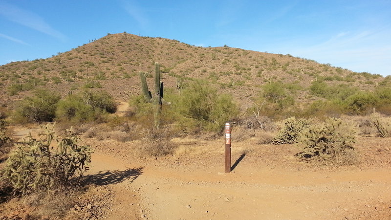 Easily viewed trail marker. Left Ocotillo, right Apache Wash Loop.