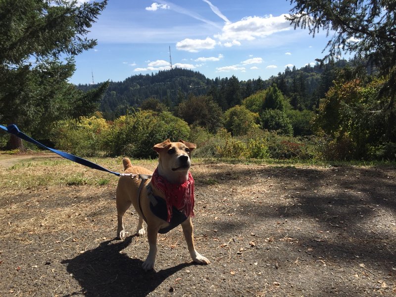 Murf at the Hoyt Arboretum, Portland.