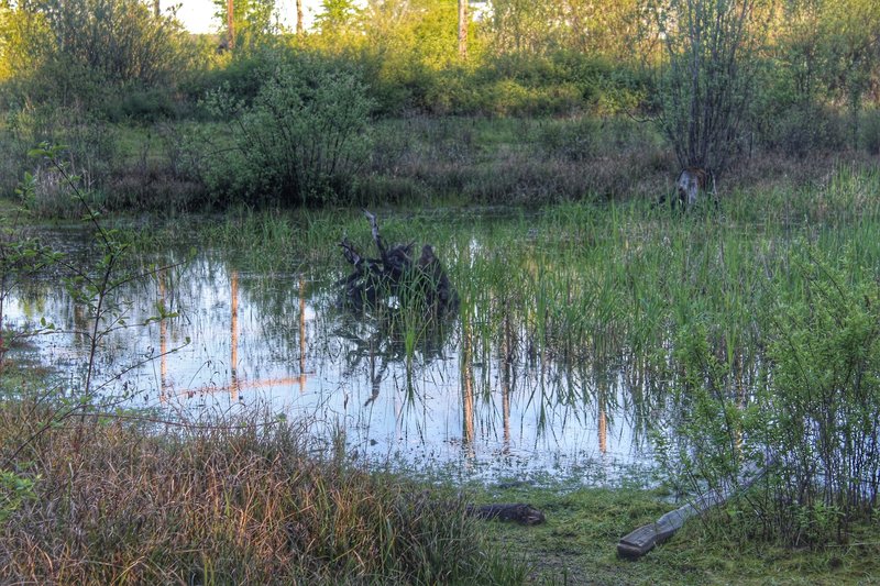 Tualatin Hills Nature Reserve