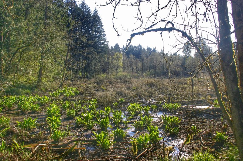 Tualatin Hills Nature Reserve