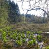 Tualatin Hills Nature Reserve