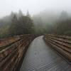 Foggy morning on the Buxton Trestle.