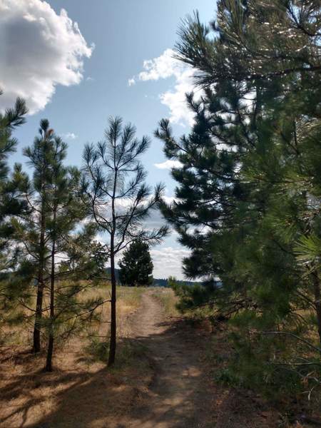 A peek out of the trees to the view.