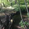 Careful - when it's been raining this little "creek" makes the trail crossable only by this mass of branches.