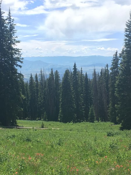 The clearing on the way up to the top of Elk Mountain.