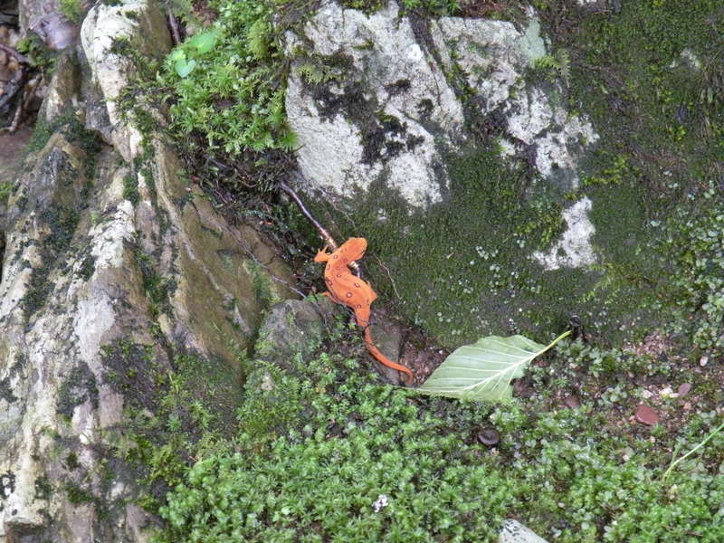 A red spotted newt, or in other words, proof that witches and English serfs live in the Otter Creek Wilderness.