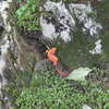 A red spotted newt, or in other words, proof that witches and English serfs live in the Otter Creek Wilderness.