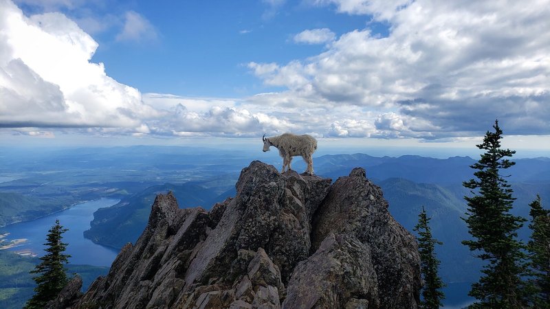 Looking South from the peak of Mount Ellinor.