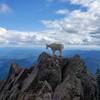 Looking South from the peak of Mount Ellinor.