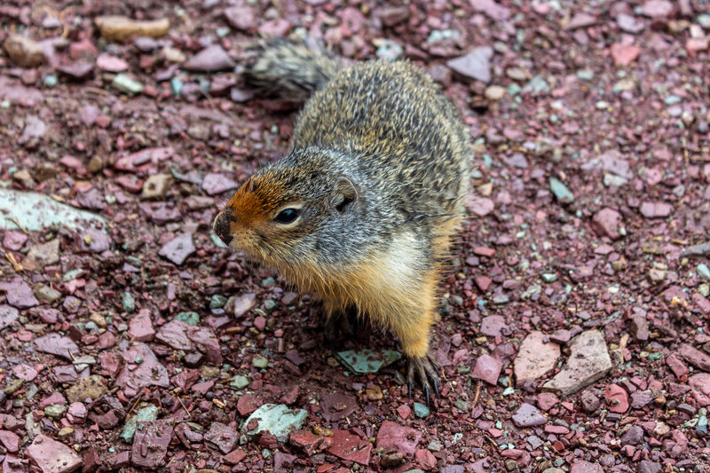 One of the abundant little critters on Grinnell Glacier Trail.