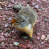 One of the abundant little critters on Grinnell Glacier Trail.