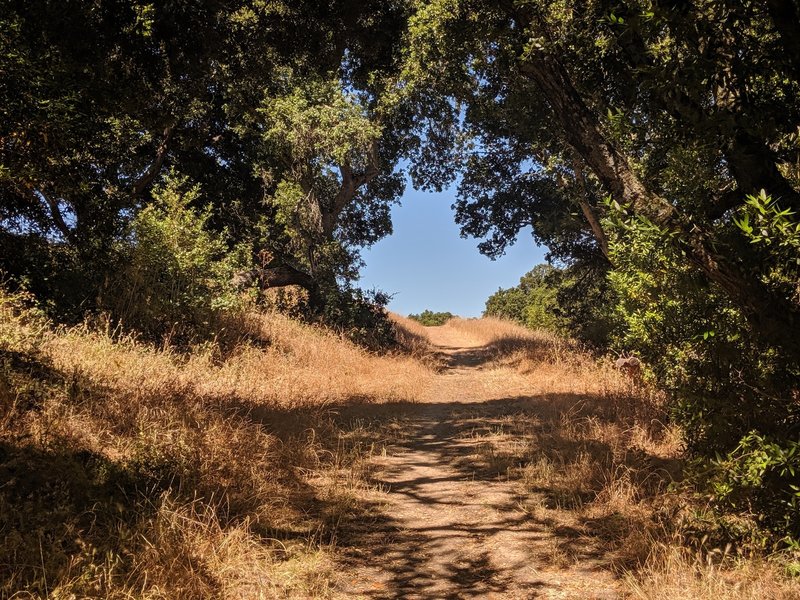 Toward the top of the hill.