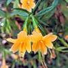 Orange Bush Monkeyflower (Diplacus aurantiacus).