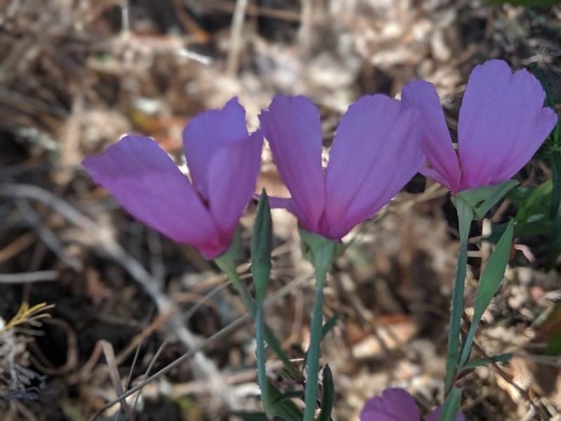 Slender Clarkia (Clarkia gracilis).