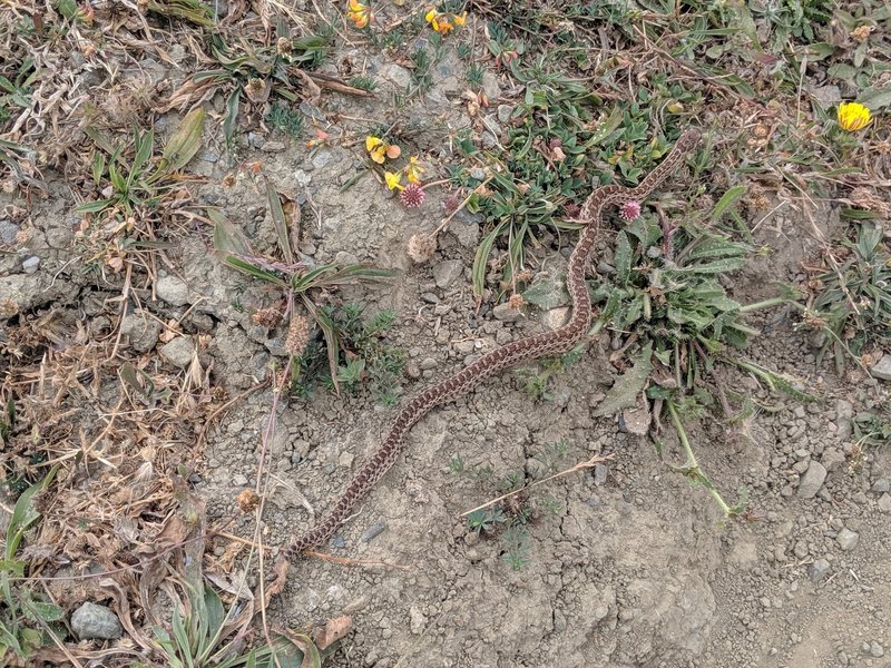 Gopher Snake (Pituophis catenifer).