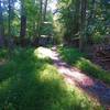 View down Old Park Road Trail near south trailhead.