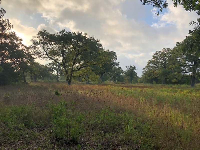 The morning sun looked amazing on this field!