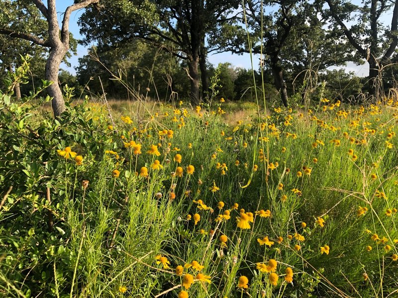 Wildflowers at the beginning of the trail.