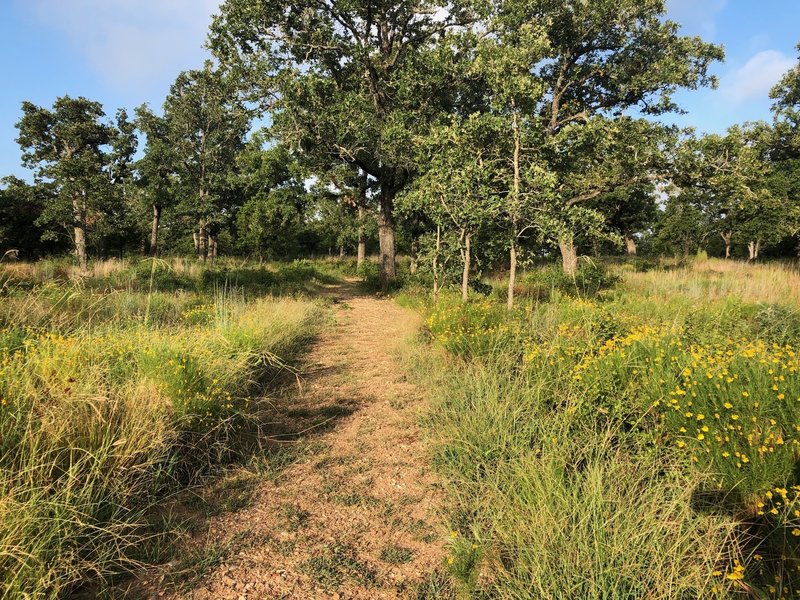 The trail is well maintained and cut short.