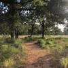 The morning sun looked great on the field at the beginning of the trail!